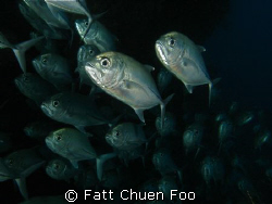 School of Trevally, Sipadan. Canon G9 , two Inon strobes by Fatt Chuen Foo 